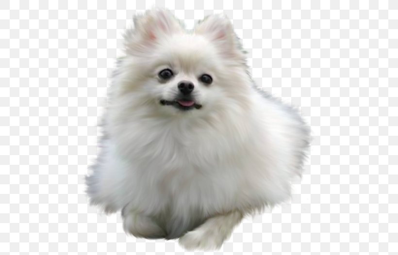 Pomeranian Maltese Dog Puppy Chow Chow Border Collie, PNG, 500x526px, Pomeranian, Ancient Dog Breeds, Bearded Collie, Bichon Frise, Blanket Download Free