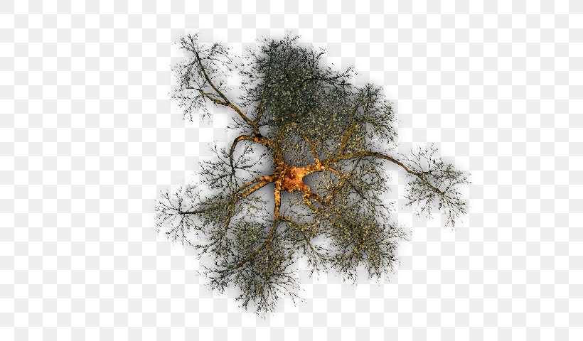 Twig Tree Pine, PNG, 640x480px, Twig, Branch, Color, Computer Software, Death Download Free