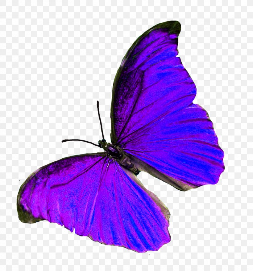 Brush-footed Butterflies Purple M. Butterfly, PNG, 1032x1108px, Brushfooted Butterflies, Arthropod, Brush Footed Butterfly, Butterfly, Insect Download Free