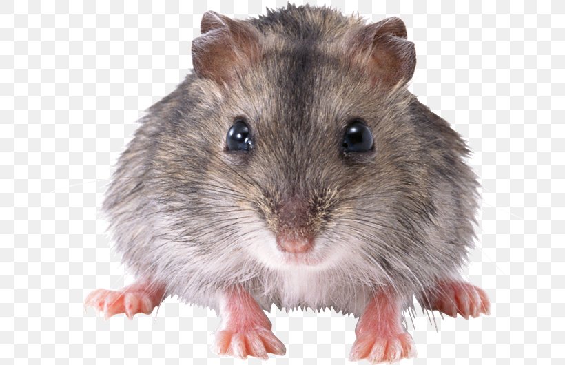 Computer Mouse Rat Rodent, PNG, 700x530px, Mouse, Computer Mouse, Dormouse, Fauna, Fur Download Free