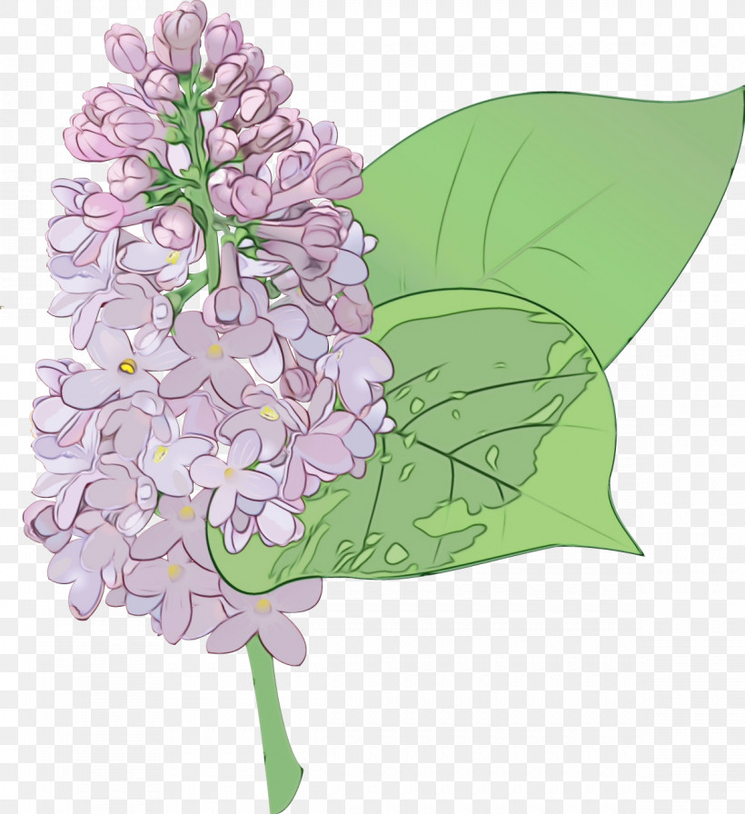 Flower Lilac Lilac Plant Lilac, PNG, 1189x1300px, Watercolor, Cornales, Cut Flowers, Flower, Hydrangea Download Free