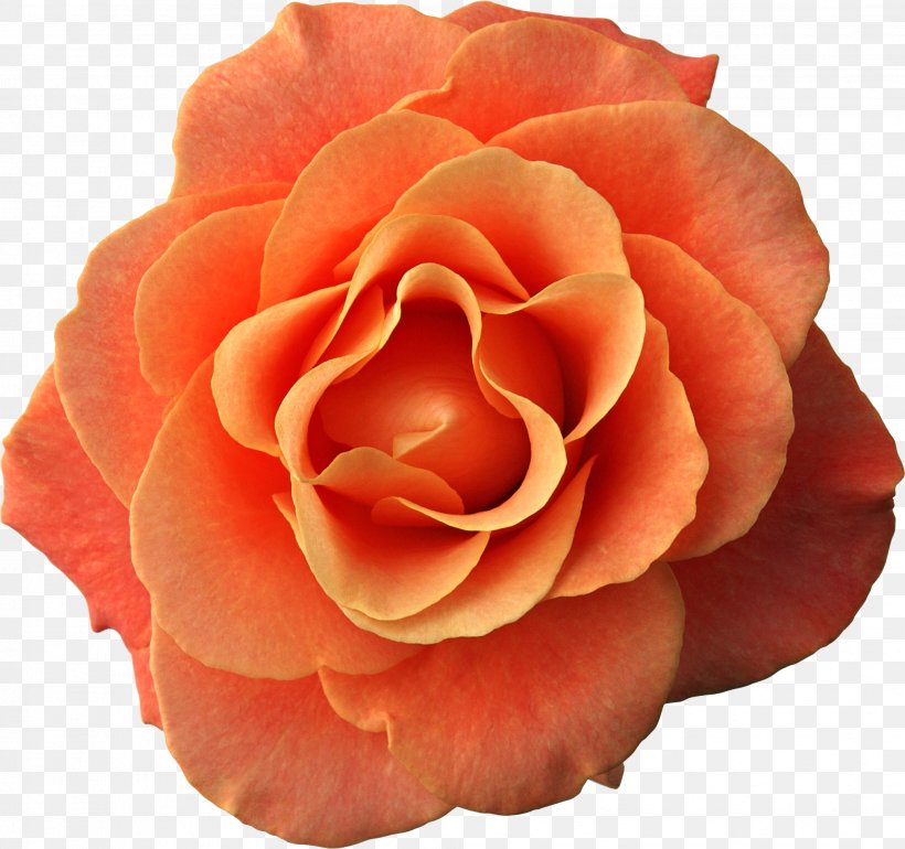 Flower Rose Seed Pink, PNG, 2034x1911px, Flower, Color, Cut Flowers, Floribunda, Floristry Download Free