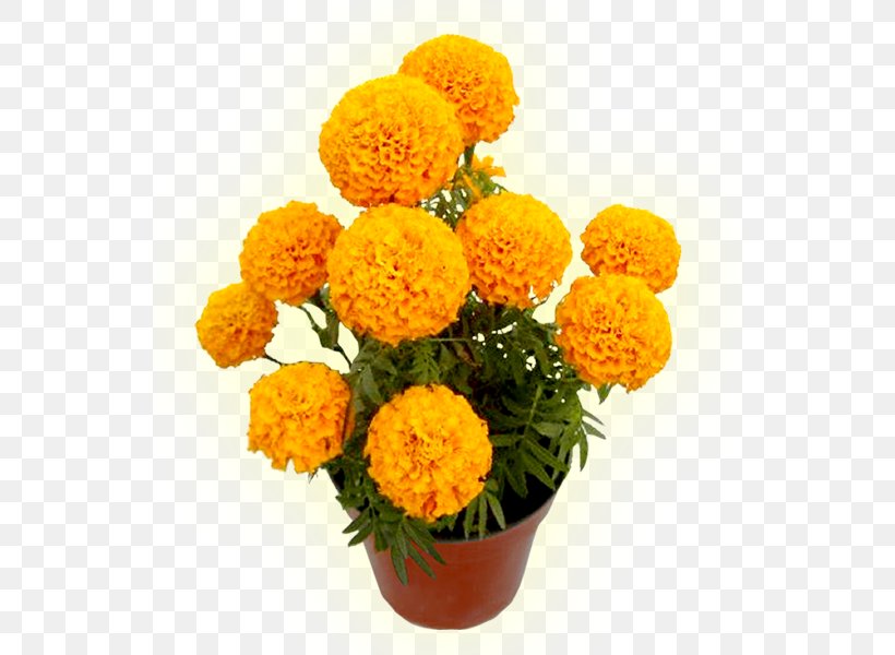 Mexican Marigold Flower Cadaver Seed Calendula Officinalis, PNG, 541x600px, Mexican Marigold, Brazil, Cadaver, Calendula Officinalis, Carnation Download Free