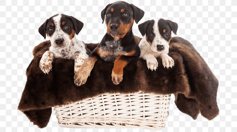 Rottweiler Puppy Australian Shepherd Bulldog Border Collie, PNG, 706x457px, Rottweiler, Australian Shepherd, Border Collie, Breed, Bulldog Download Free