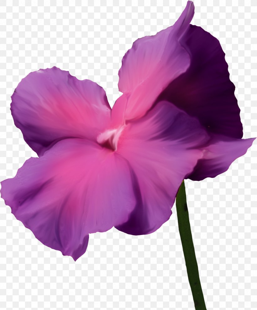 Violet Lilac Flower Purple, PNG, 1063x1280px, Violet, Albom, Flower, Flowering Plant, Herbaceous Plant Download Free