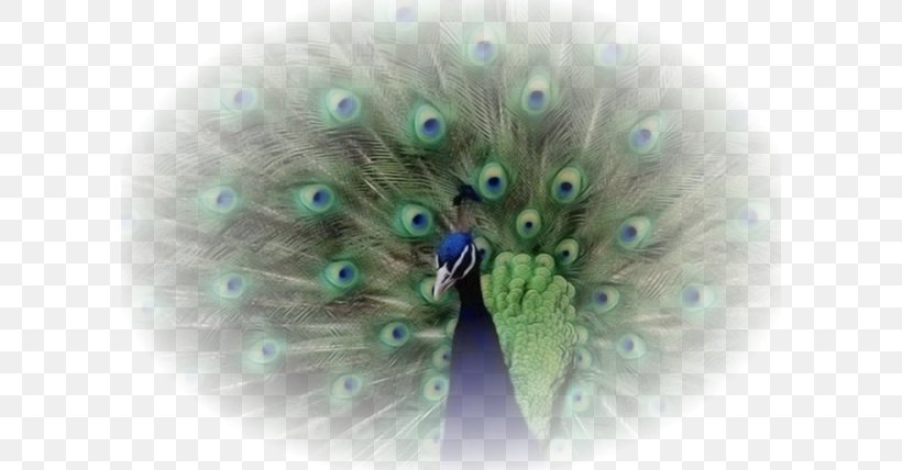 Bird Animaatio England, PNG, 600x428px, Bird, Animaatio, Asiatic Peafowl, Close Up, England Download Free