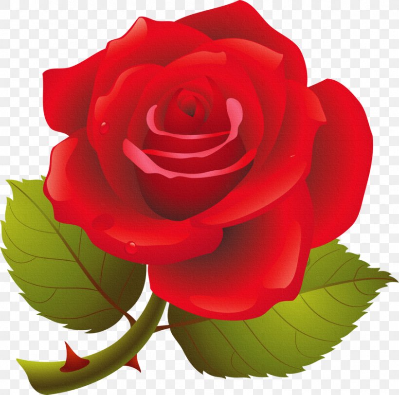 Black Rose Clip Art, PNG, 899x891px, Rose, Black Rose, China Rose ...