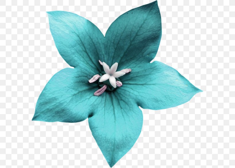 Blue Flower, PNG, 600x589px, Blue, Color, Flower, Flowering Plant, Gratis Download Free