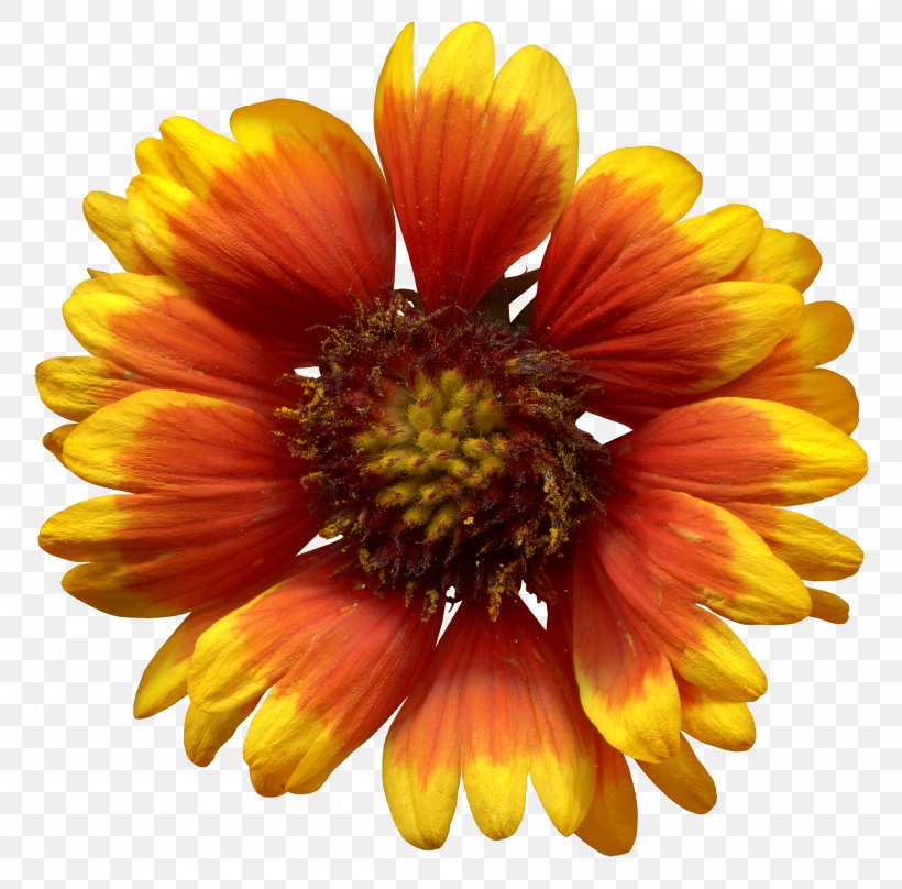 Common Sunflower, PNG, 2000x1972px, Flower, Annual Plant, Blanket Flowers, Chrysanths, Common Sunflower Download Free