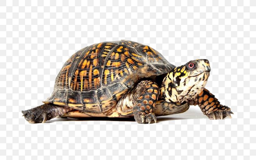 Eastern Box Turtle Reptile Tortoise Turtle Shell, PNG, 800x514px, Turtle, Box Turtle, Box Turtles, Common Box Turtle, Eastern Box Turtle Download Free