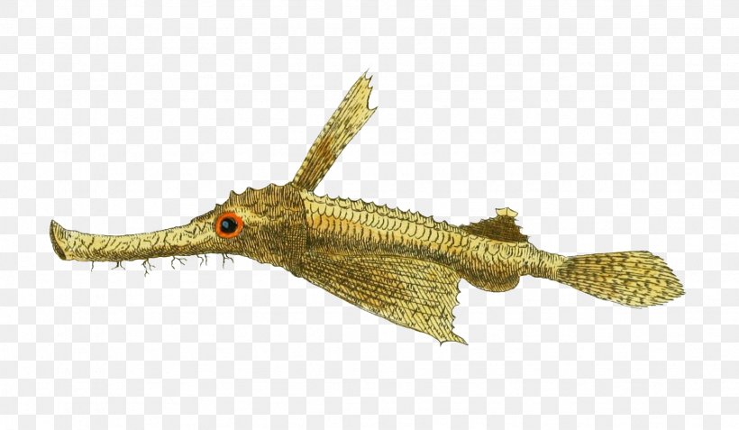Little Dragonfish Drawing Image Illustration Pegasidae, PNG, 1744x1016px, Drawing, Animal, Animal Figure, Common Seadragon, Dragon Download Free