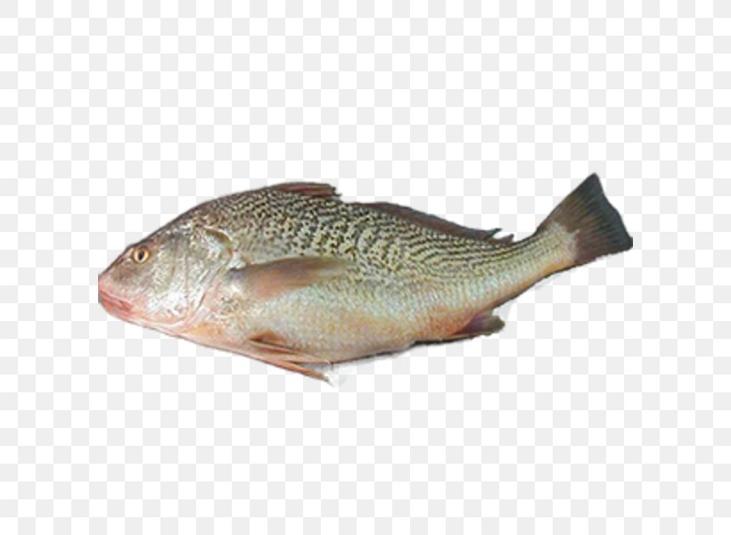 Tilapia Fish Products Northern Red Snapper, PNG, 600x600px, Tilapia, Animal Source Foods, Barramundi, Bass, Bony Fish Download Free