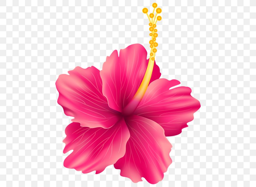 Borders And Frames Flower Clip Art, PNG, 480x600px, Borders And Frames, Annual Plant, China Rose, Chinese Hibiscus, Drawing Download Free