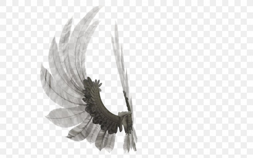 Eagle Beak Feather, PNG, 1024x639px, Eagle, Beak, Bird, Bird Of Prey, Feather Download Free