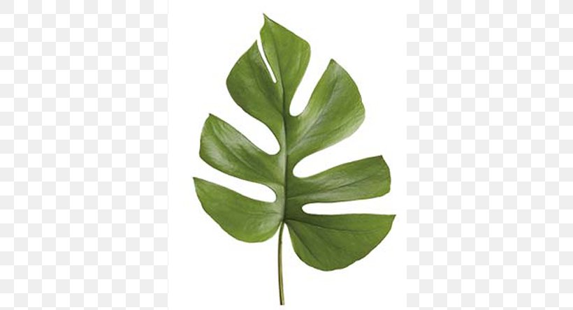 Leaf Swiss Cheese Plant Philodendron Bipinnatifidum Follaje Lucky Bamboo, PNG, 570x444px, Leaf, Arum, Cut Flowers, Dracaena, Flower Download Free