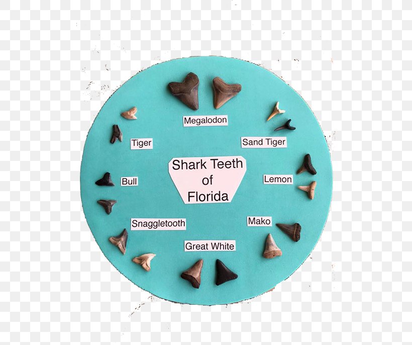Shark Tooth Venice Beach Fossil, PNG, 515x686px, Shark, Chart, Florida, Fossil, Hunting Download Free
