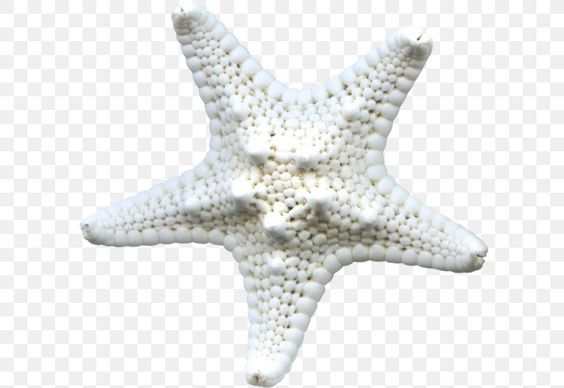 Starfish Icon, PNG, 600x564px, Starfish, Animal, Black, Echinoderm, Invertebrate Download Free