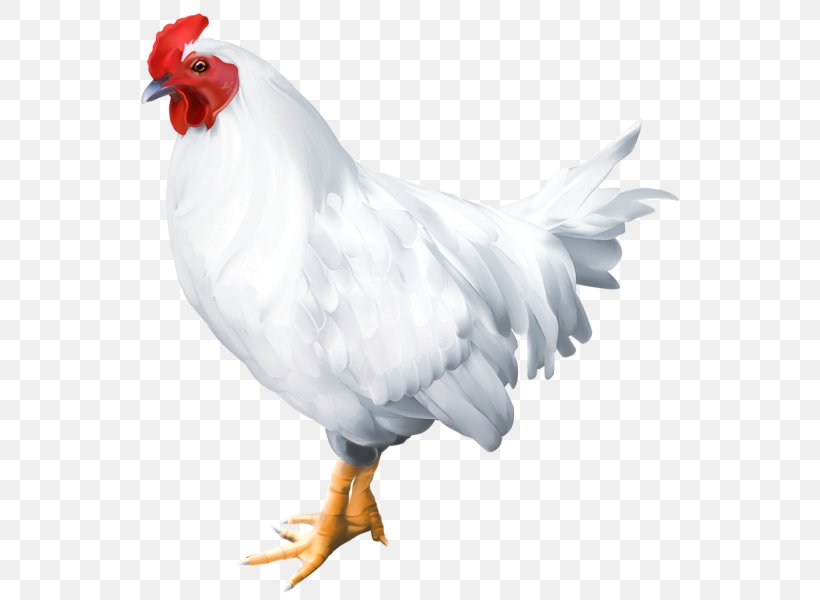 Bird Rooster Chicken Clip Art, PNG, 564x600px, Bird, Beak, Chicken, Feather, Fowl Download Free