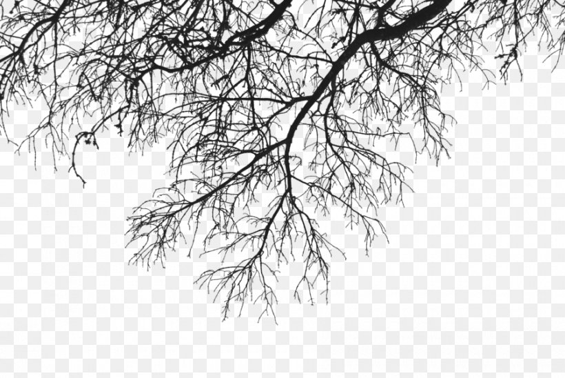 Branch Tree Clip Art, PNG, 900x602px, Branch, Art, Black And White, Drawing, Hanging Download Free