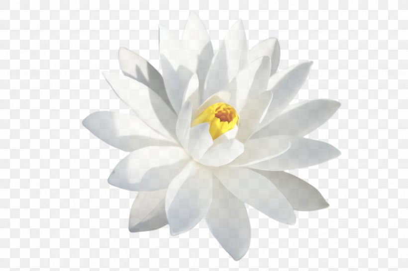 White Flowering Plant Petal Flower Aquatic Plant, PNG, 2448x1632px, White, Aquatic Plant, Flower, Flowering Plant, Lotus Family Download Free
