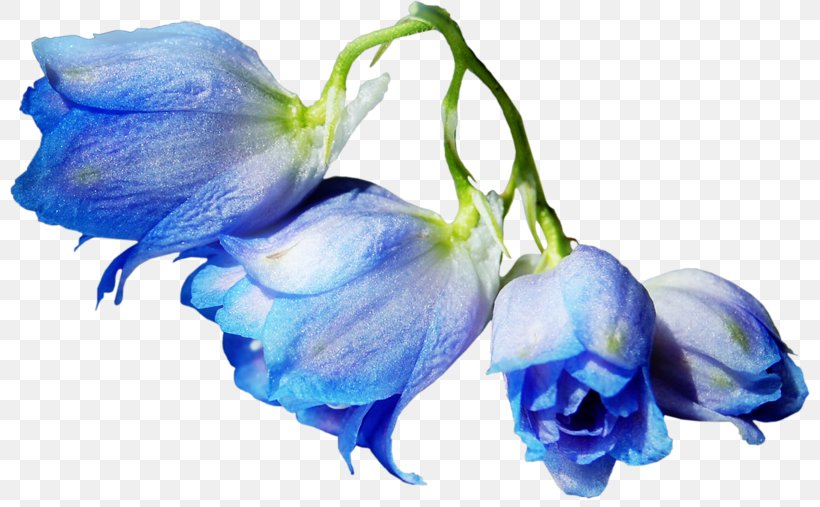 Blue Rose Cut Flowers Garden Roses, PNG, 800x507px, Rose, Bellflower Family, Blue, Blue Rose, Cut Flowers Download Free