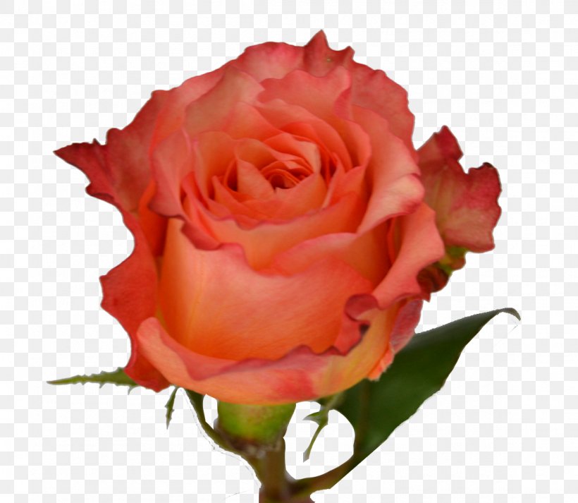 Garden Roses Centifolia Roses Floribunda Pink Flower, PNG, 1150x1000px, Garden Roses, Bud, Centifolia Roses, China Rose, Close Up Download Free