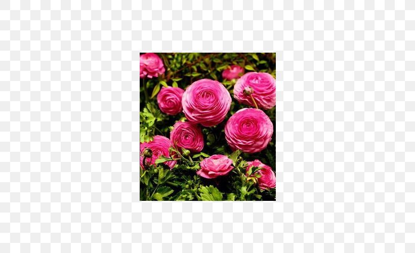 Garden Roses Ranunculus Asiaticus Cut Flowers Floribunda, PNG, 500x500px, Garden Roses, Bulb, Buttercup, Centifolia Roses, Cut Flowers Download Free