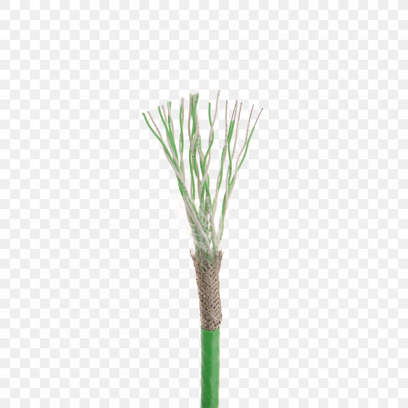 Allium Fistulosum Welsh Cuisine Plant Stem Grasses, PNG, 1000x1000px, Allium Fistulosum, Allium, Grass, Grass Family, Grasses Download Free