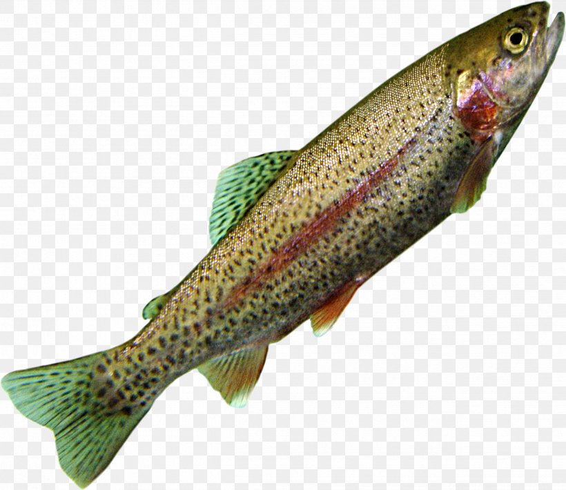 Coastal Cutthroat Trout Northern Pike Salmon Cod, PNG, 2499x2164px, Coastal Cutthroat Trout, Bony Fish, Cod, Common Rudd, Cutthroat Trout Download Free