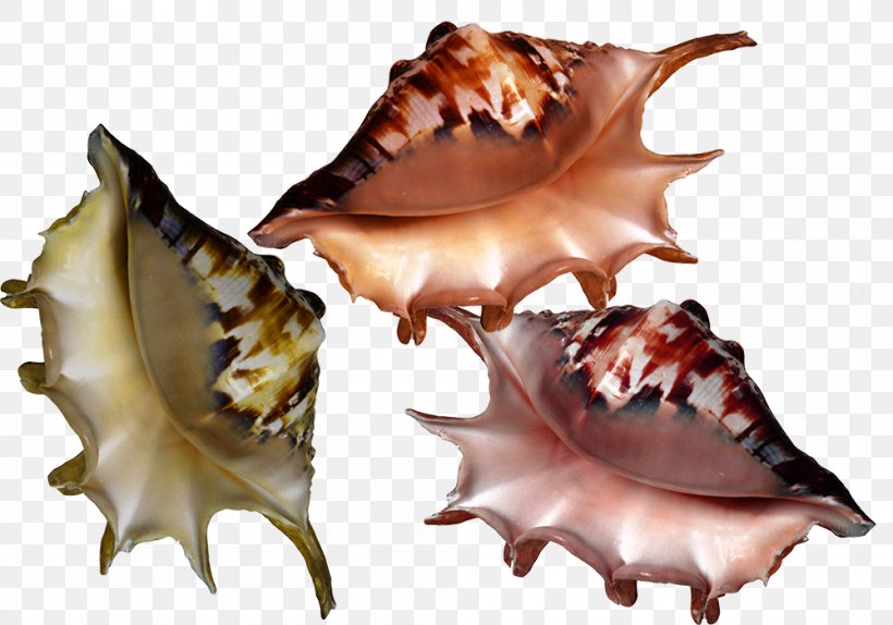 Seashell Molluscs Clip Art, PNG, 1000x700px, Seashell, Conch, Gimp, Liveinternet, Mollusc Shell Download Free