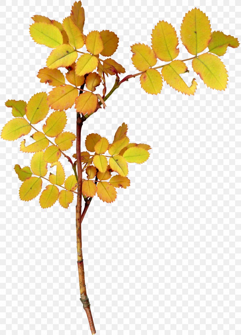 Twig Leaf Plant, PNG, 1992x2764px, Twig, Autumn, Autumn Leaf Color, Branch, Flower Download Free