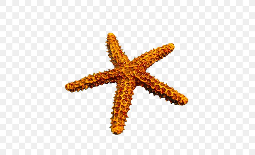 Clip Art, PNG, 500x500px, Starfish, Digital Image, Echinoderm, Gimp, Invertebrate Download Free