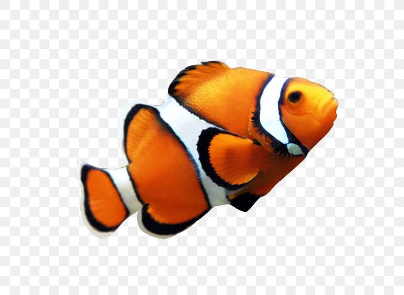 Clownfish Coral Reef Fish Angelfish Clip Art, PNG, 600x599px, Clownfish, Angelfish, Coral Reef, Coral Reef Fish, Drawing Download Free