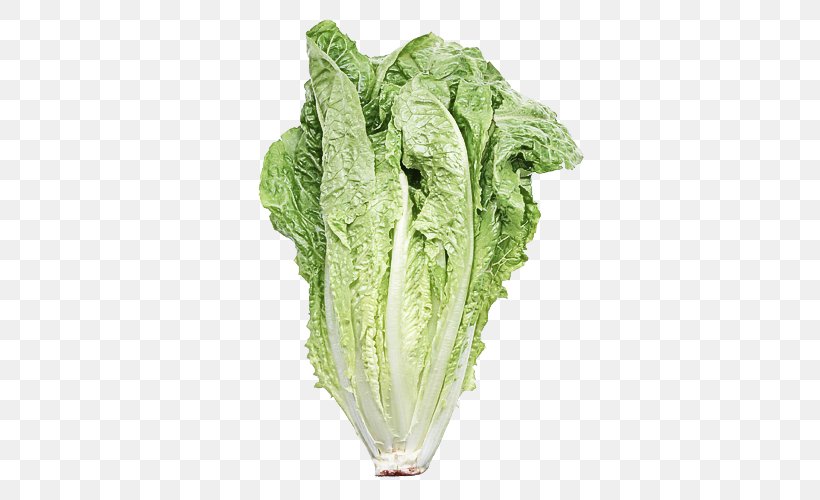Leaf Vegetable Vegetable Romaine Lettuce Lettuce Celtuce, PNG, 500x500px, Leaf Vegetable, Cabbage, Celtuce, Chard, Flower Download Free