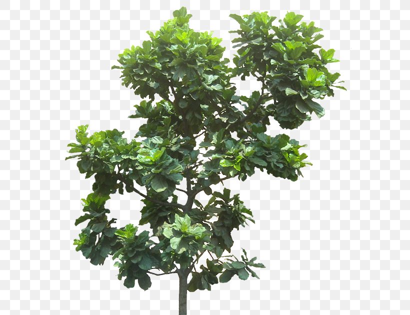 Fiddle-leaf Fig Common Fig Weeping Fig Tree Plant, PNG, 590x630px, Fiddleleaf Fig, Banyan, Bonsai, Branch, Common Fig Download Free