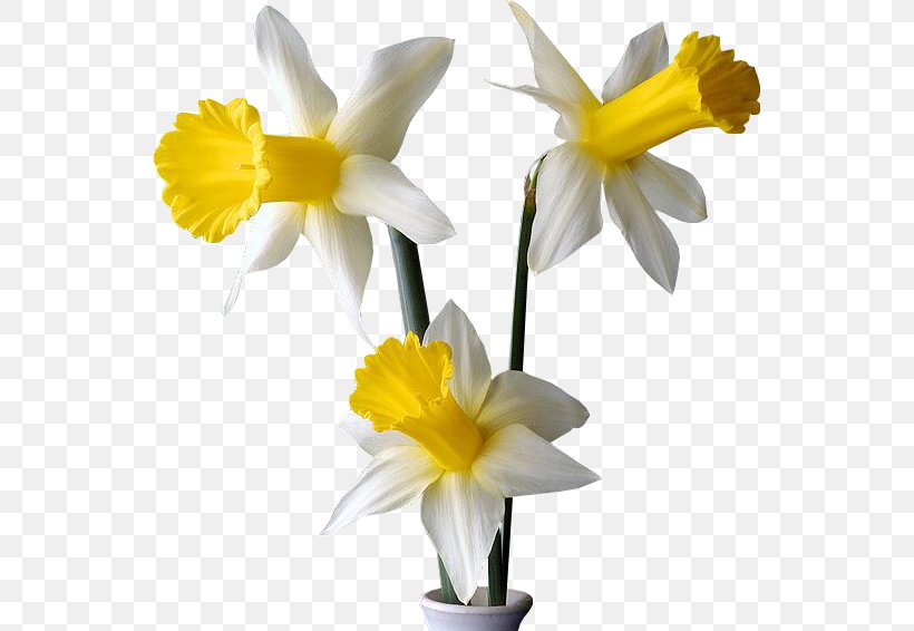 Nowruz New Year Holiday Greetings Farvardin, PNG, 545x566px, Nowruz, Amaryllis Family, Birthday, Cattleya, Cut Flowers Download Free