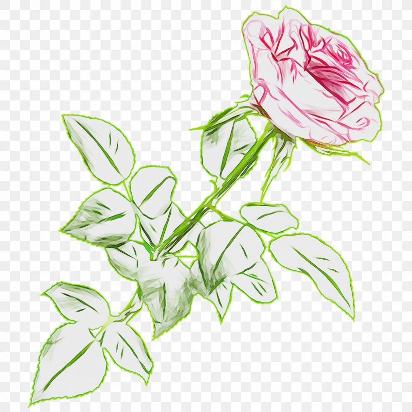 Bouquet Of Flowers Drawing, PNG, 1200x1200px, Watercolor, Black Rose, Botany, Cabbage Rose, Common Peony Download Free