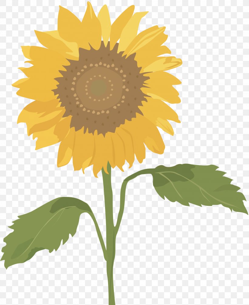 Common Sunflower Sunflower Seed Clip Art, PNG, 2246x2745px, Common Sunflower, Daisy Family, Description, Drawing, Flower Download Free