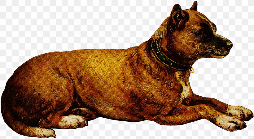 Dog American Staffordshire Terrier Ancient Dog Breeds Bullmastiff Alano Español, PNG, 1800x987px, Dog, Alaunt, American Pit Bull Terrier, American Staffordshire Terrier, Ancient Dog Breeds Download Free