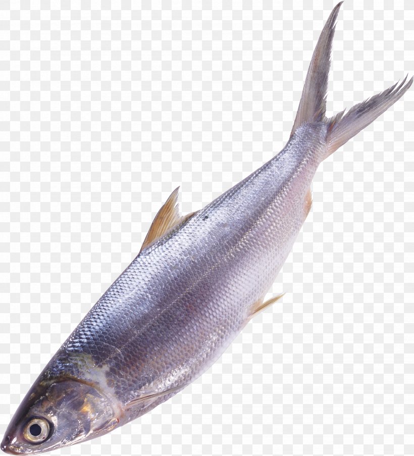 Fish Sardine Seafood Clip Art, PNG, 2054x2264px, Fish, Anchovy, Animal Source Foods, Bonito, Bony Fish Download Free