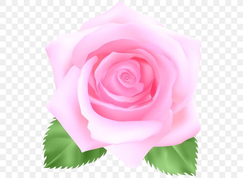 Garden Roses Cabbage Rose Floribunda Blue Rose Clip Art, PNG, 540x600px, Garden Roses, Blue Rose, Cabbage Rose, China Rose, Close Up Download Free