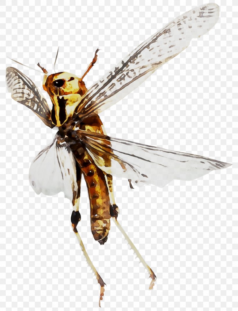 Honey Bee Hornet Net-winged Insects Wasp, PNG, 1288x1684px, Honey Bee, Arthropod, Bee, Dragonflies And Damseflies, Eumenidae Download Free