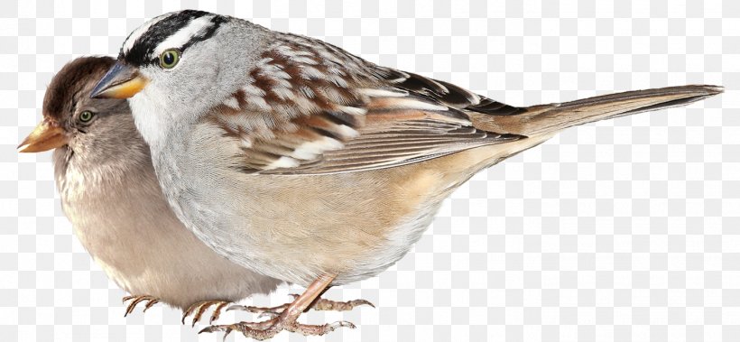 House Sparrow Bird Finches Wing, PNG, 1413x654px, House Sparrow, American Sparrows, Beak, Bird, Emberizidae Download Free