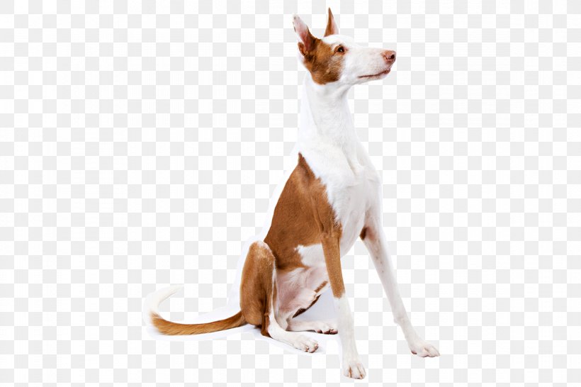 Ibizan Hound Portuguese Podengo Dog Breed Companion Dog Sighthound, PNG, 1170x780px, 22 March, Ibizan Hound, Attila, Breed, Carnivoran Download Free