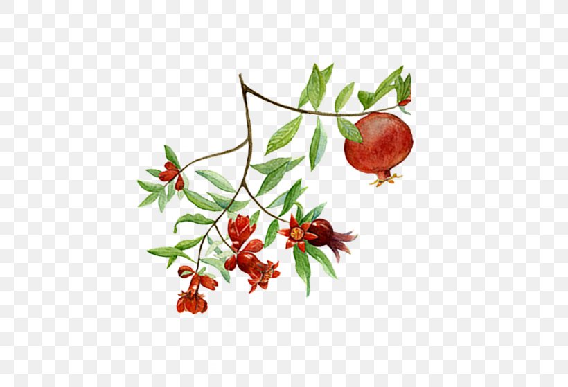 Pomegranate Superfood Rose Hip, PNG, 502x559px, Watercolor, Cartoon, Flower, Frame, Heart Download Free