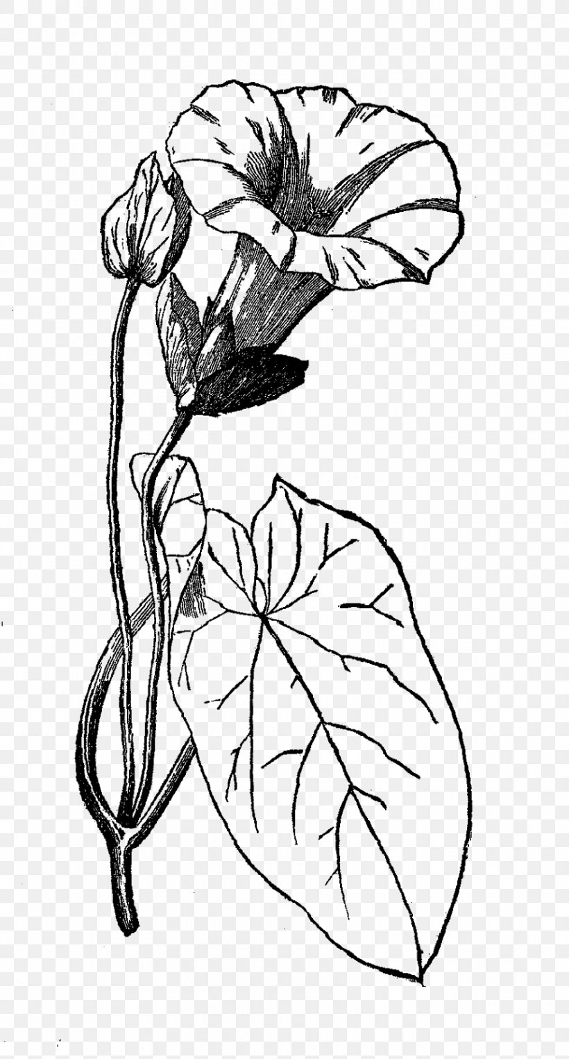 Floral Design Morning Glory Drawing Flower, PNG, 860x1600px, Floral Design, Art, Artwork, Black And White, Botanical Illustration Download Free