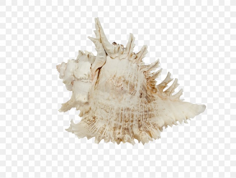 Seashell Murex Sea Snail Shore, PNG, 2930x2219px, Seashell, Abalone, Beach, Conch, Cowry Download Free