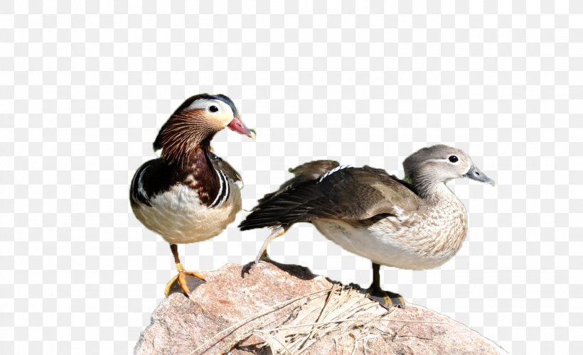 Mandarin Duck Goose, PNG, 1360x830px, Duck, Animal, Beak, Bird, Designer Download Free