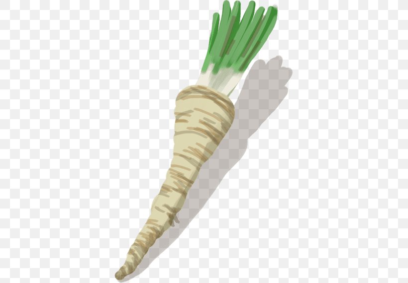 Parsnip Salsify Black Spanish Radish Vegetable Parsley Root, PNG, 570x570px, Parsnip, Black Spanish Radish, Cuisine, Daikon, Drawing Download Free