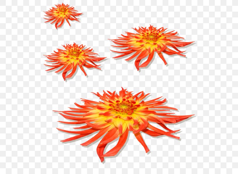 Petal Flower, PNG, 600x600px, Petal, Blog, Chrysanths, Cut Flowers, Dahlia Download Free
